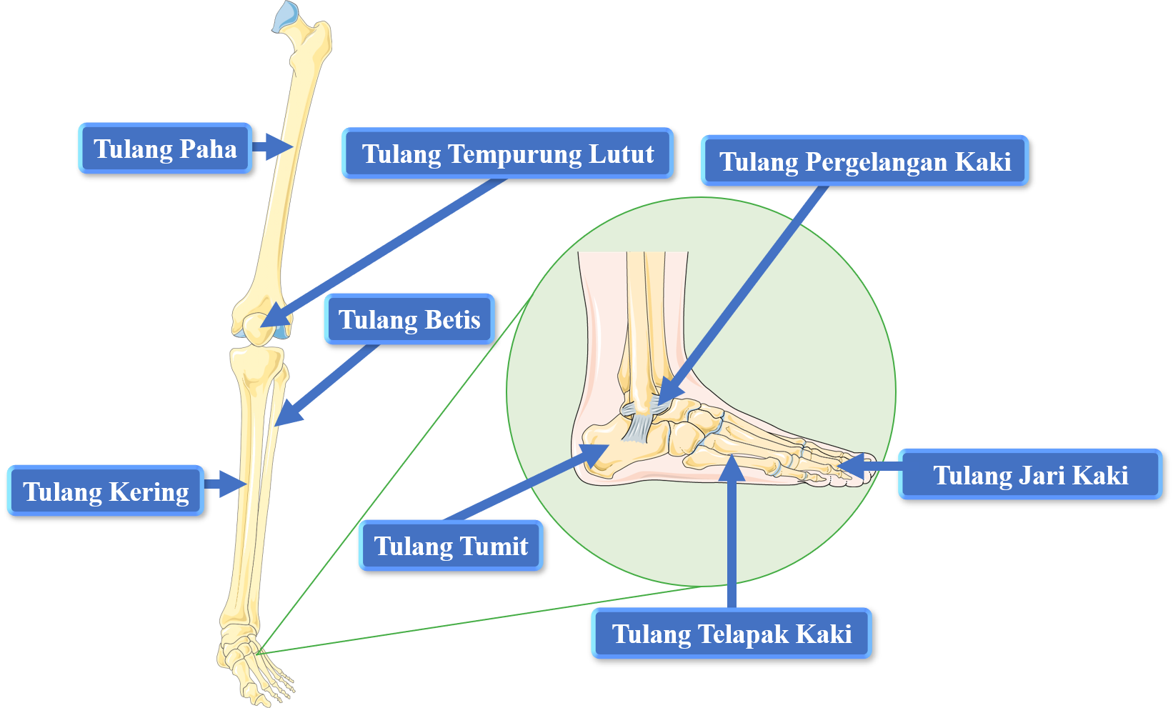 Rangka Tulang Kaki